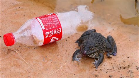 Unbelievable Bottle Fishing Frogs Trap Fishing Frogs Trap Youtube