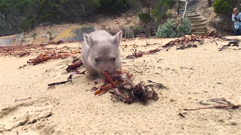 Derek The Wombat From Tasmanias Flinders Island Youtube