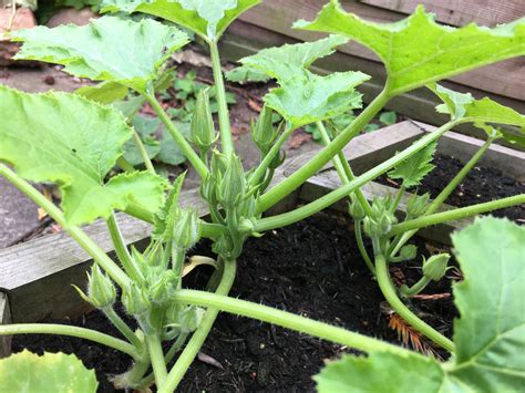 How To Grow Courgettes From Seeds Lifetime Will Tell Growing
