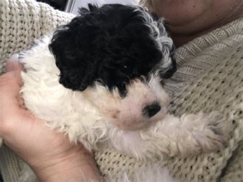 Toy Poodle Mixed Litter Parti Black White Puppies Ready For Sale In