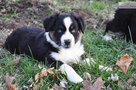 Mother is abkc and is papered. Miniature American Shepherd puppy for sale near St Louis ...