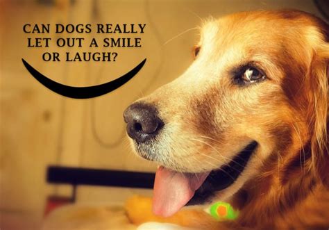 Can Dogs Really Let Out A Smile Or Laugh