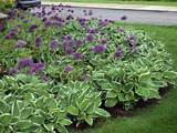 Images of Flower Bed Plants For Shade