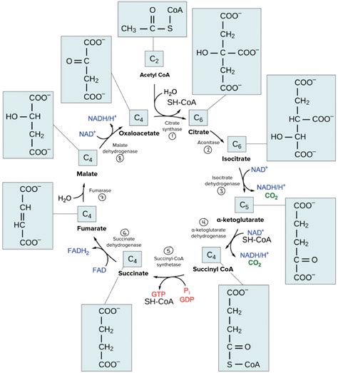 Krebs Cycle Concept Map