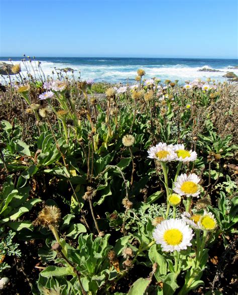 Autumnal Wildflowers Along The Pacific Coast