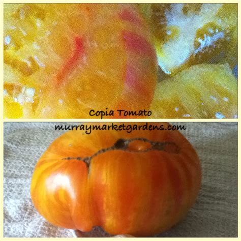 Copia Tomato Pretty Orange Pink Yellow And Red Stripes Meaty And