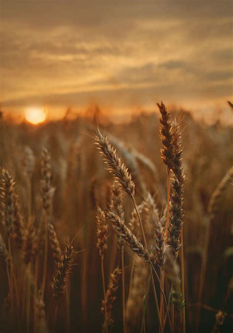 HD Wallpaper Close Up Photo Of Wheat Blur Cropland Crops Dawn