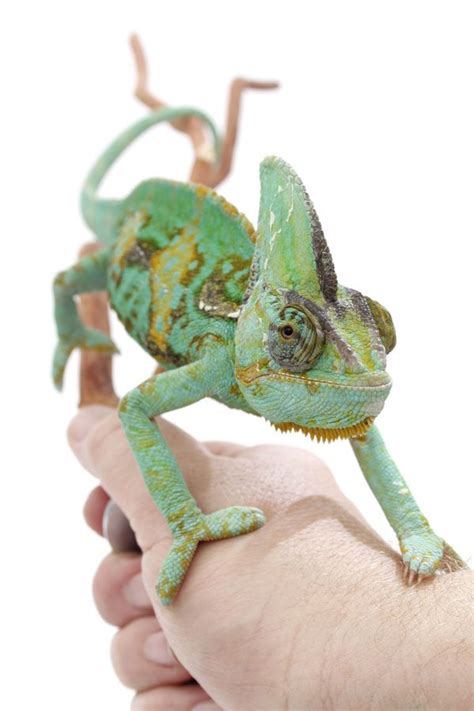 A Small Green Chamelon Sitting On Top Of A Persons Hand