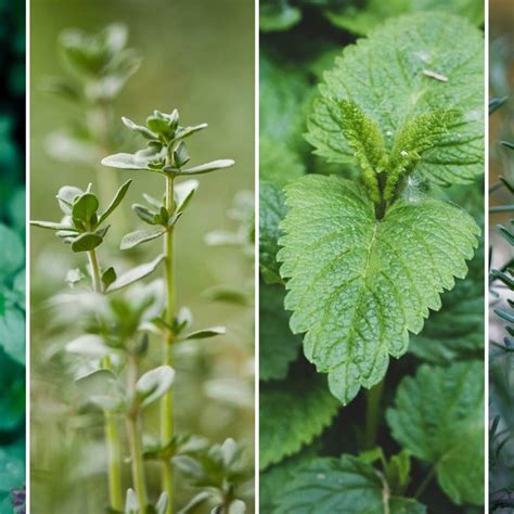 5 Healing Herbs You Should Be Growing In Your Garden Herbs Healing