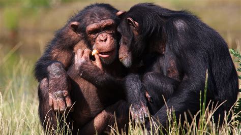 Animal Sex How Chimps Do It Chimpanzee Courtship And Mating Live Science