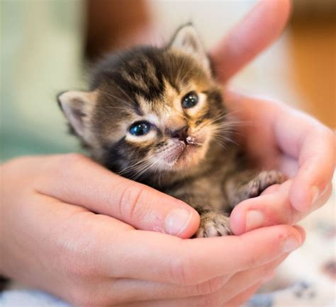 Everything You Need To Know About Fostering Abandoned Kittens Kittens