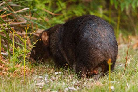 What Is A Wombat 8 Wonderful Wombat Facts