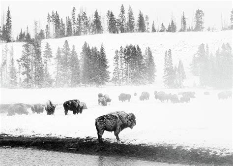 Frosty Bison Herd Photograph By Max Waugh Pixels