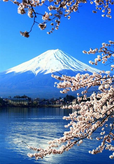 Sakura And Mount Fuji Amazing Nature Beautiful World Beautiful