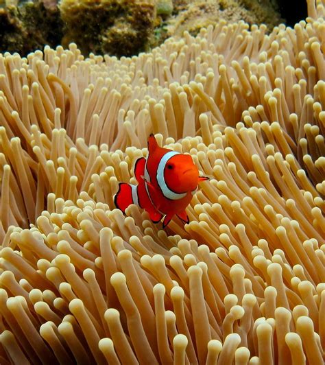 Clownfish Atop Sea Anemone Photograph By Christina Williams