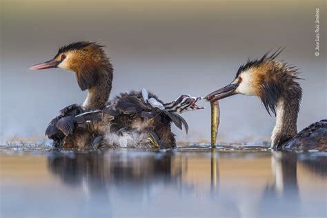 In Pictures Stunning Snaps From Wildlife Photographer Of Year Awards