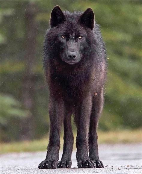 Best 25 Black Wolves Ideas On Pinterest Wolf Black Wolves And Alpha