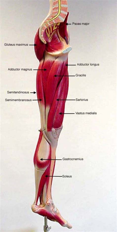 Leg Muscles Labeled Front And Back Muscles Of The Leg And Foot