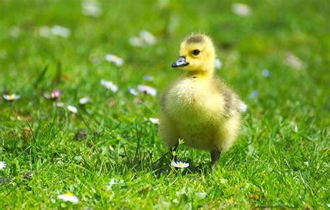 Spring Baby Chicks Wallpapers Wallpaper Cave