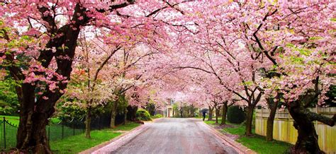Japan Cherry Blossom Wallpaper Download Japanese Cherry Blossom