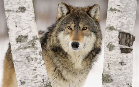 Beautiful And Amazing Wolf Pictures