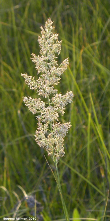 Northern Reed Grass Calamagrostis Canadensis