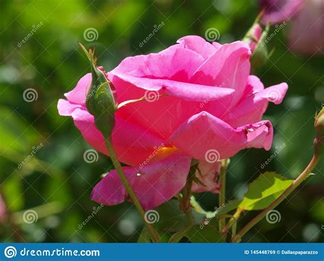 Beauty In A Rose Unfolds Stock Image Image Of Entry 145448769
