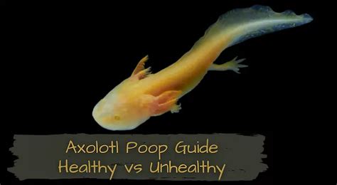 Axolotl Poop
