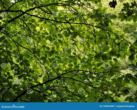 Canopy Of Green Leaves In A Wood Stock Photo Image Of Summer Woods