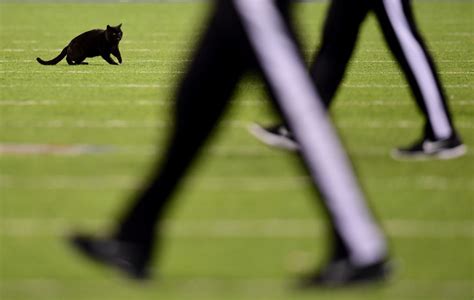 Monday Night Game Delayed By Black Cat In Second Quarter Wtop News
