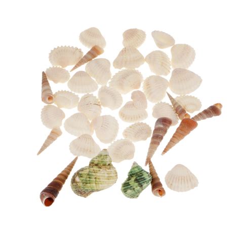Buy Natural Sea Shells Mixed Beach Seashells Various Sizes In A Net Bag