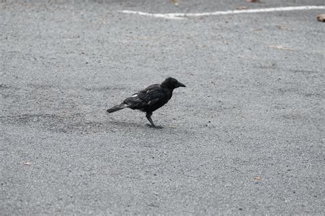 Crow On The Pavement Free Stock Photo Public Domain Pictures