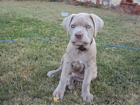 Mi perro Mastin Napolitano