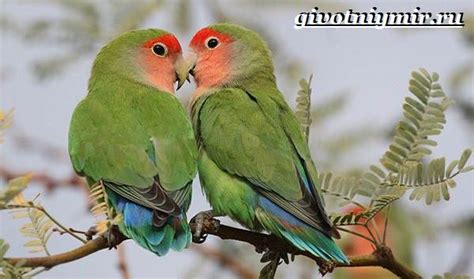Untuk selanjutnya mari kita menuju. Mewarnai Burung Beo