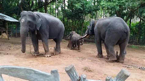 Baby elephants play together in the mud and is one of the most adorable things we've ever seen! Baby Elephants playing - YouTube