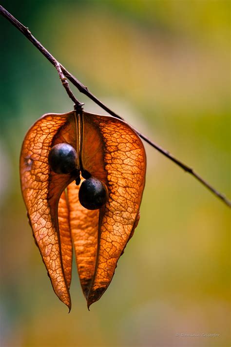 Oops Seed Pods Flowers Photography Plant Photography