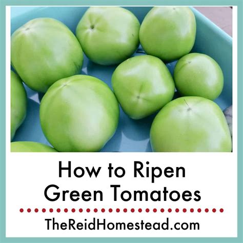 Quick And Easy Methods For Ripening Green Tomatoes At Home