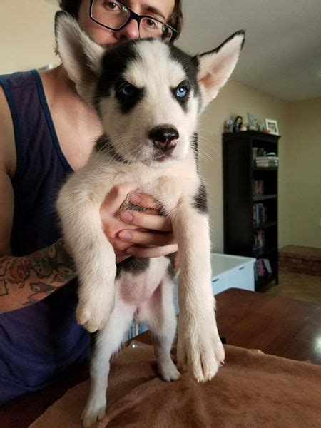 Litter Of 7 Siberian Husky Puppies For Sale In Phoenix Az Adn 45576
