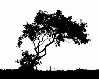 Silhouette Tree Trees Forest Silhouettes Clipart Character