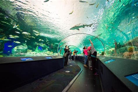 Ripleys Aquarium Conoce El Acuario De Toronto Egali España