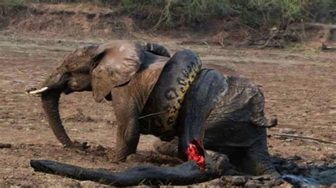 Completed 7 head of the snake achievements 2: Lion Vs Elephant attacks killed rarely seen video - YouTube