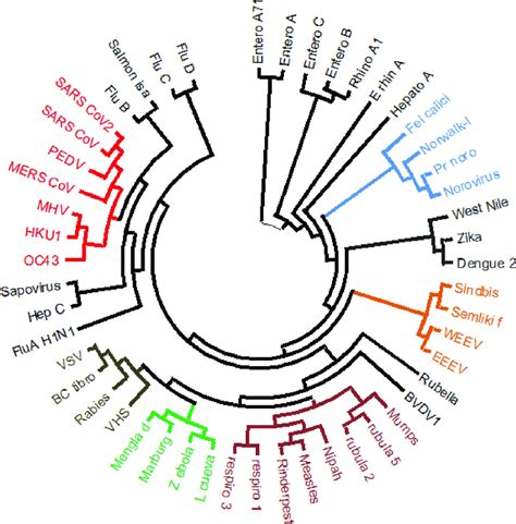 Phylogenetic Tree Of Ssrna Viruses Phylogenetic Tree Of Representative