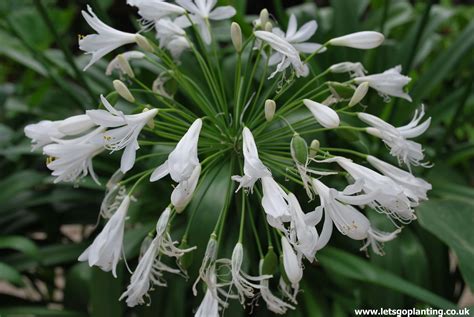 This Is A Wonderful White Form Of African Lily With Globes Of Trumpet