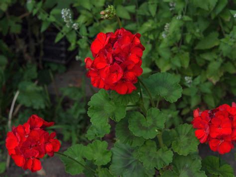 Top Red Annual Flowers For Your Garden Hgtv