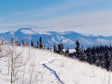 Taiga Snowshoe Path Winter Landscape Yukon Canada Photograph By Stephan