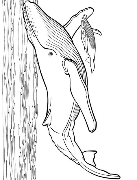 Whales Coloring Pages Download And Print Whales Coloring