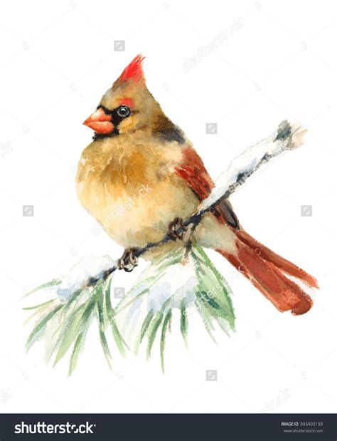 Female Cardinal Clipart 20 Free Cliparts Download Images On