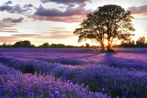 The Uks Lavender Fields Are In Full Bloom Rpics