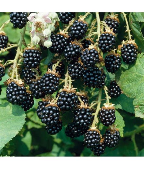 National Gardens Blackberry Fruit Fruit Seeds: Buy National Gardens ...