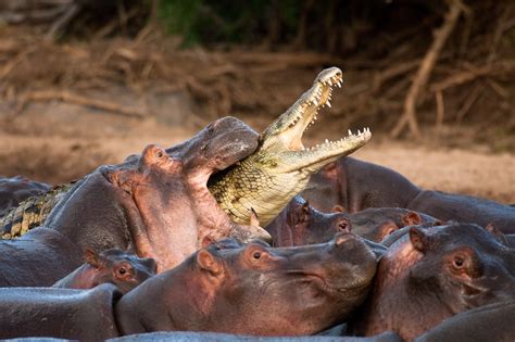 Reptile Nature Animals Hippos Crocodiles Biting Branch Wallpapers